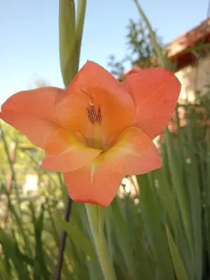 a close up of a bright orange flower at La Quina. in Villa Rumipal