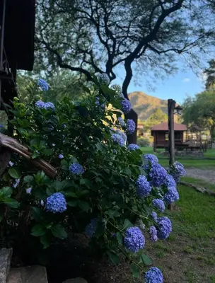 a bush of purple flowers in a yard at Cabañas Aufenthalt in Villa General Belgrano