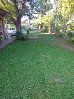 a yard with green grass and a tree at SAN ANTONIO de Arredondo la casa de Andrea in San Antonio de Arredondo