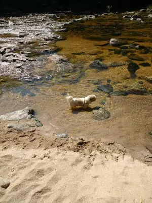 a polar bear laying in the water on the beach at SAN ANTONIO de Arredondo la casa de Andrea in San Antonio de Arredondo