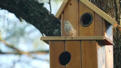 a bird sitting on top of a wooden bird house at Alma de Adobe in Merlo