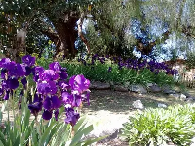 a garden with purple irises in front of a tree at Cabanias El Aguaribay in San Javier