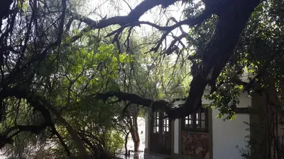 a tree in front of a white building at Cabanias El Aguaribay in San Javier