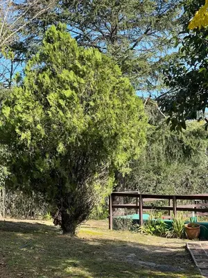 a tree in a field next to a fence at Cabañas Los Cedros in Tanti