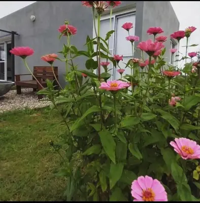 a bush of pink flowers in front of a house at Casa de Valentino in Potrero de Garay