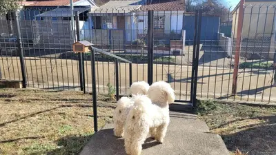 two white dogs standing next to a fence at Casa en Montaña 2 habitaciones con cochera, apto mascotas in Villa Carlos Paz