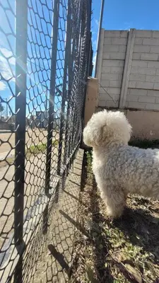 a white dog is looking through a fence at Casa en Montaña 2 habitaciones con cochera, apto mascotas in Villa Carlos Paz