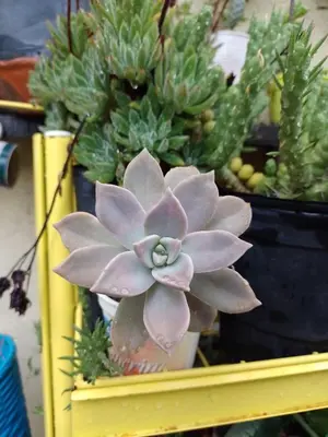 a pink flower in a yellow shelf with plants at Casa Villa Alba Carpinteria in Carpintería