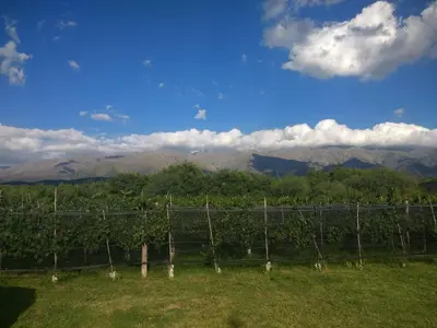 a vineyard with trees and mountains in the background at Casa del viñedo in Villa de Las Rosas