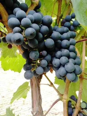 a bunch of grapes hanging from a tree at Casa del viñedo in Villa de Las Rosas