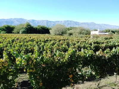 a field of vines with mountains in the background at Casa del viñedo in Villa de Las Rosas