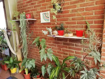 a brick wall with a bunch of potted plants at La casa de Lily in Alta Gracia