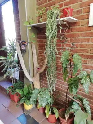 a bunch of plants in pots on a brick wall at La casa de Lily in Alta Gracia