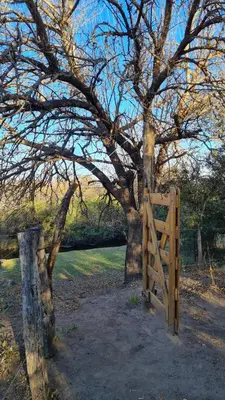 a wooden gate in front of a tree at Hospedaje Sauce Linda - Casa Brea in Piedra Pintada