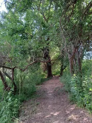 a dirt trail in a wooded area with trees at Hospedaje Sauce Linda - Casa Brea in Piedra Pintada