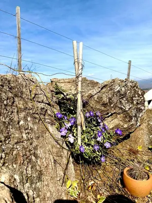 a bunch of purple flowers on top of a rock at Villa Nicolasa in Villa Yacanto