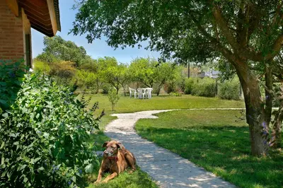 a dog sitting in the grass next to a path at Cabaña para relajarse con vista panorámica in Villa General Belgrano