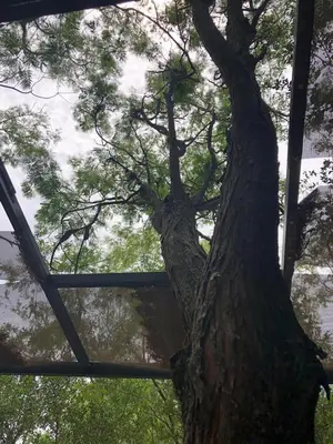 a tree in front of a building with a window at Cabañas Apart Margaridas in Merlo