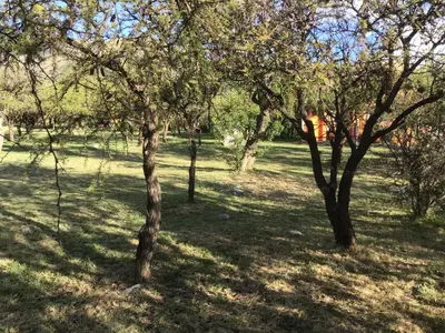 a group of trees in a grass field at Cabañas Chacras del Arroyo Vidal in Carpintería
