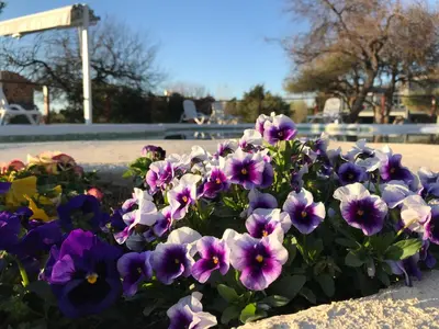 a bunch of purple and white flowers in a flower bed at Brisas de Nono in Nono