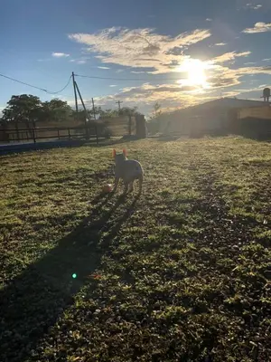 a dog standing in a field with the sun setting at Cabañas la soñada de T in Tanti