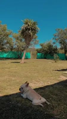 a dog laying on the grass with a palm tree at Cabañas la soñada de T in Tanti