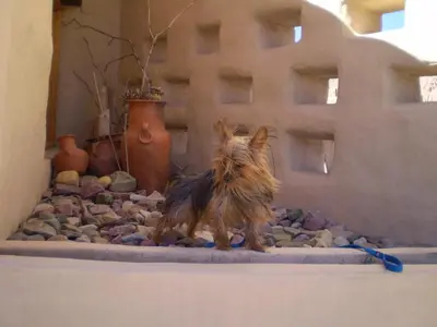 Gallery image of Hotel Foxes in Villa del Dique