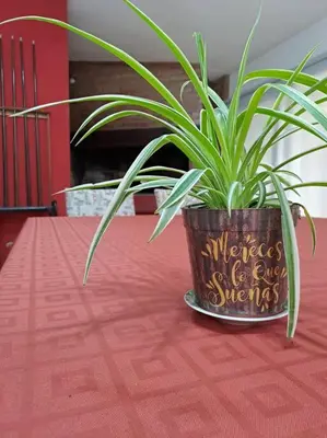 a potted plant sitting on top of a table at Casa La Nona 5 personas con patio y quincho in Cordoba