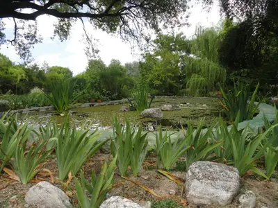 a garden with some plants and rocks and trees at Puesto Victoria - Adults only in Yacanto
