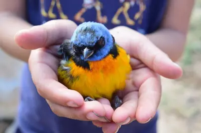 a person holding a small blue and yellow bird at Casa en Cabalango in Cavalango