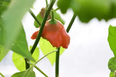 a red chili pepper hanging from a plant at Casa en Cabalango in Cavalango