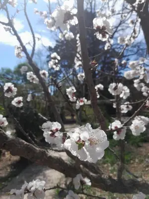 a bunch of white flowers on a tree at Rakum Apartamentos Turísticos in Villa General Belgrano