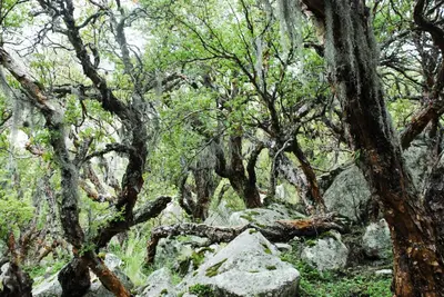 a forest filled with trees and rocks and trees at TrinidadTraslasierra-CASATUNA in Las Rabonas