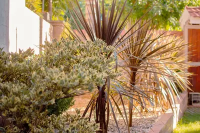 a plant with white flowers in a garden at Le Bon Repos in Alta Gracia