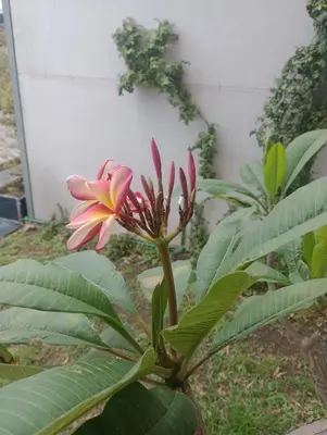 a pink flower on a plant with green leaves at La casa de Emma in Cordoba