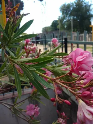 a bunch of pink flowers in a vase at Aparts Altos del Centro in Merlo