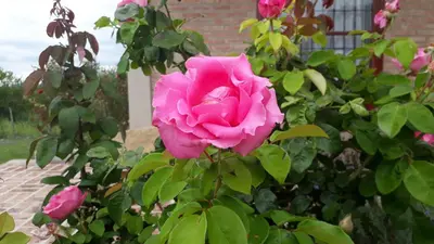a pink rose in front of a brick building at Dos Soles in Mina Clavero