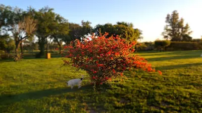 a white cat standing next to a red bush at QUINTA LA ESTELA in Pilar