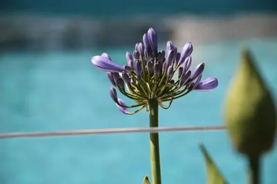 a purple flower on a stem with the sky in the background at Complejo el Paine in Villa General Belgrano