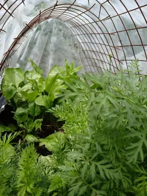a greenhouse with green plants in it at Habitación Suite Sami Llankay in Villa Ciudad Parque