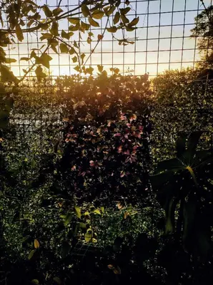 a garden with pink flowers and a fence at Bello Dpto, 20 minutos al Estadio Kempes, cerca de Quality, Hospital Privado in Cordoba