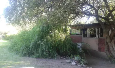 a tree with ivy growing on the side of a building at Las Rukas in San Javier