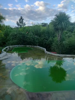a pool of green water with a palm tree at Del Sol a la Montaña EcoLodge - Turismo Consciente in Potrero de Garay