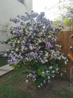 a bush of purple and white flowers on a fence at Departamentos Centro in Villa Dolores