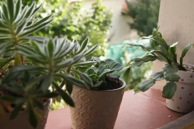 two potted plants are sitting on a window sill at Lorelei in Mina Clavero