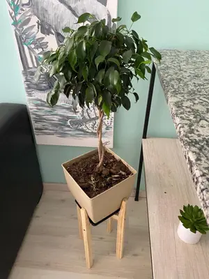 a potted plant sitting on a wooden table at Departamento HOSPITAL PRIVADO - QUALITY - CORDOBA in Cordoba