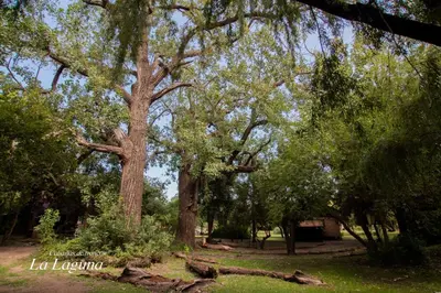 a group of trees in a park at La Laguna - Cabañas de Troncos in Merlo
