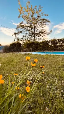 a field of flowers with a tree in the background at La Calandria, Casa de campo in La Estancia