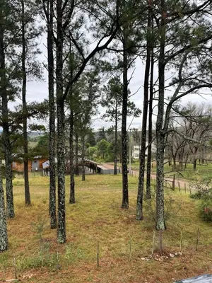 a group of trees in a field with a road at CASA EN SANTA ROSA DE CALAMUCHITA in Santa Rosa de Calamuchita