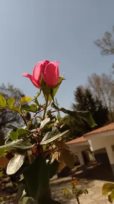 a pink rose on a plant in front of a house at Ribera Sur Hotel - Los Algarrobos - Tanti in Tanti